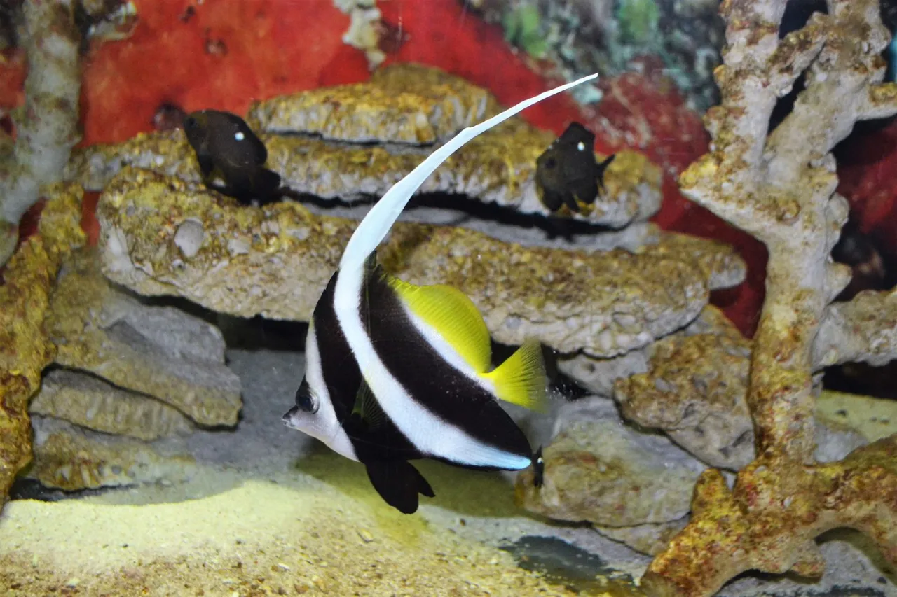Zdjęcie Łeba atrakcje oceanarium: co warto zobaczyć i dlaczego to miejsce zachwyca