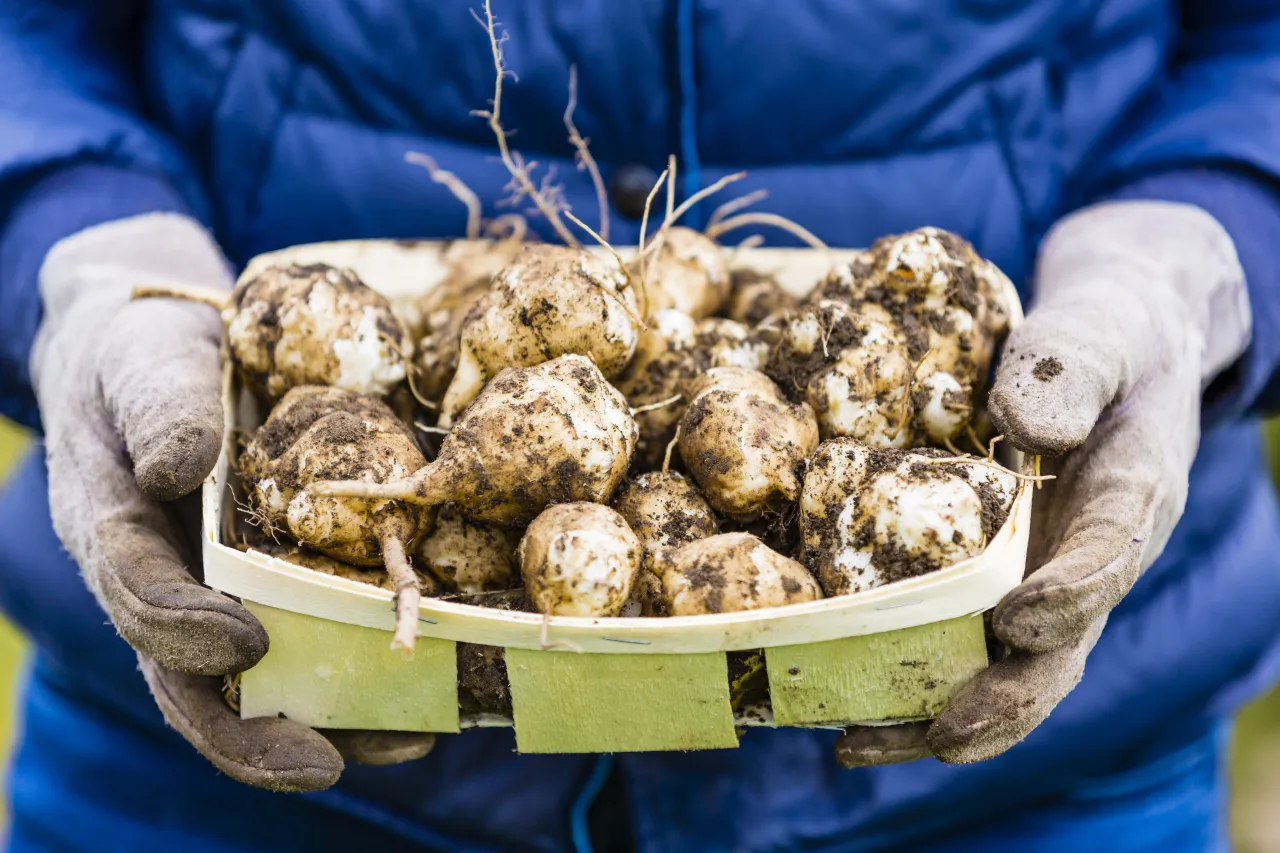 Zdjęcie Jak uprawiać topinambur: proste kroki do udanej uprawy w ogrodzie