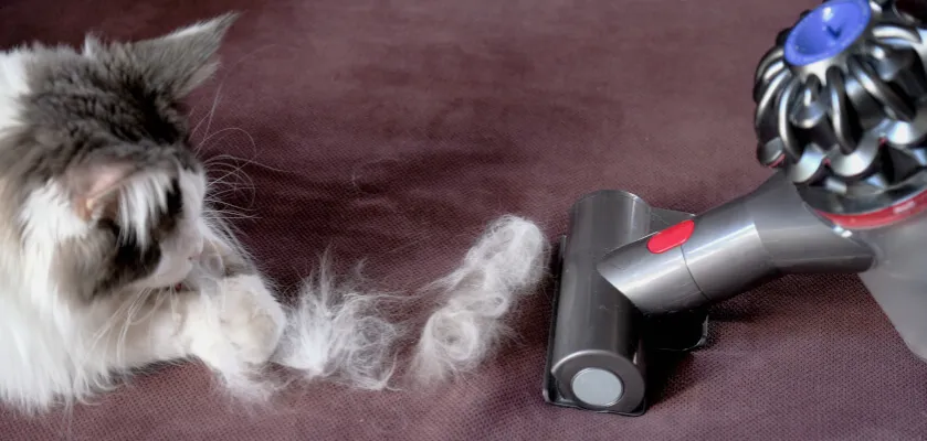 Zdjęcie Skuteczne sposoby na usunięcie sierści z dywanu bez wysiłku