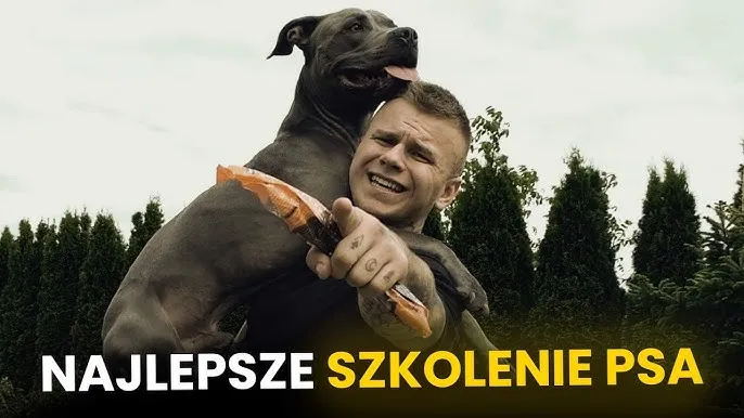 Zdjęcie Jak wytresować amstaffa: uniknij najczęstszych błędów w szkoleniu