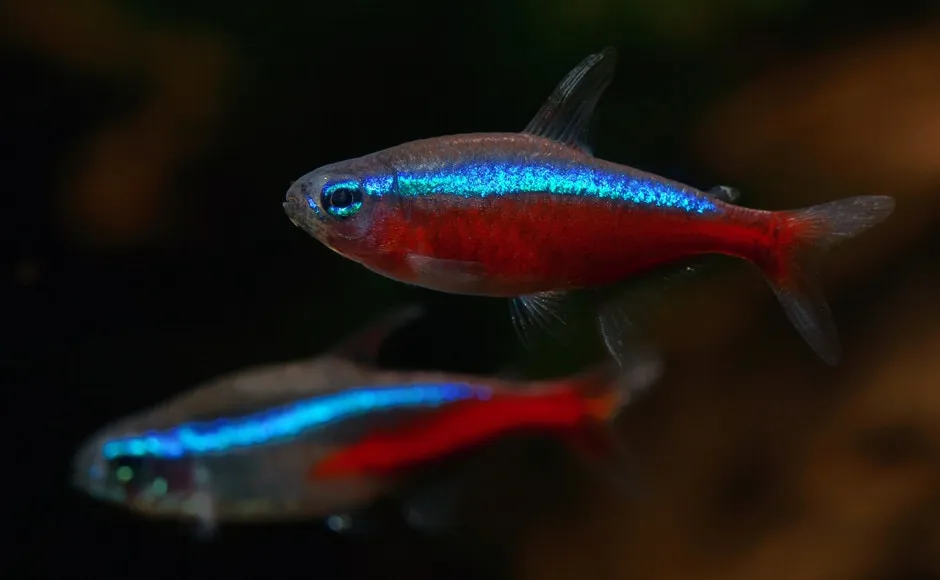 Zdjęcie Jak się rozmnażają neonki? Sprawdź, jak uniknąć błędów w hodowli