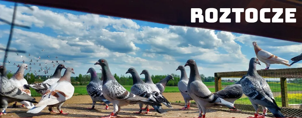 Zdjęcie Co oznacza FCI na obrączce gołębia? Kluczowe informacje dla hodowców