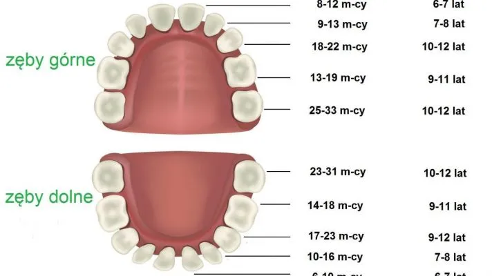 Zdjęcie Ile zęb&oacute;w ma człowiek? Dziecko vs dorosły poznaj fakty