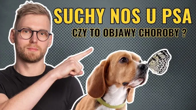 Zdjęcie Co jeśli pies ma suchy nos? Objawy, przyczyny i skuteczne rozwiązania