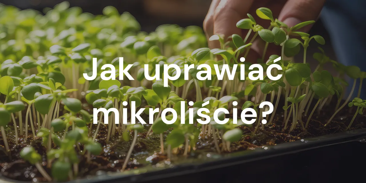 Zdjęcie Jak uprawiać zioła łatwo i skutecznie - uniknij najczęstszych błędów