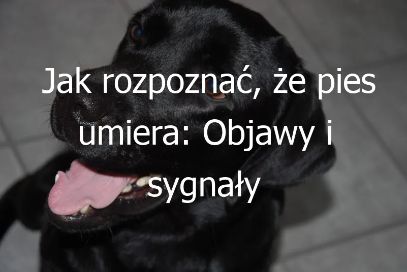 Zdjęcie Odrobaczanie psa objawy: jak rozpoznać niebezpieczne sygnały