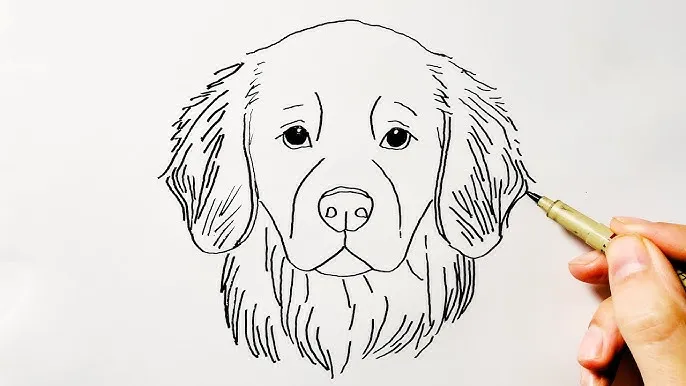 Zdjęcie Jak narysować golden retrievera - proste kroki do udanego rysunku