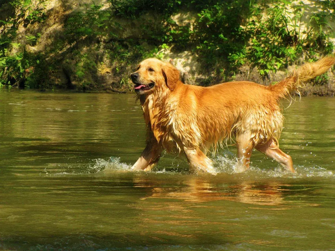 Zdjęcie Czy golden retriever jest agresywny? Prawda o ich temperamencie