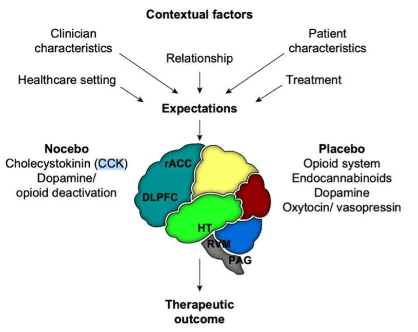 efekt placebo badanie m&oacute;zgu