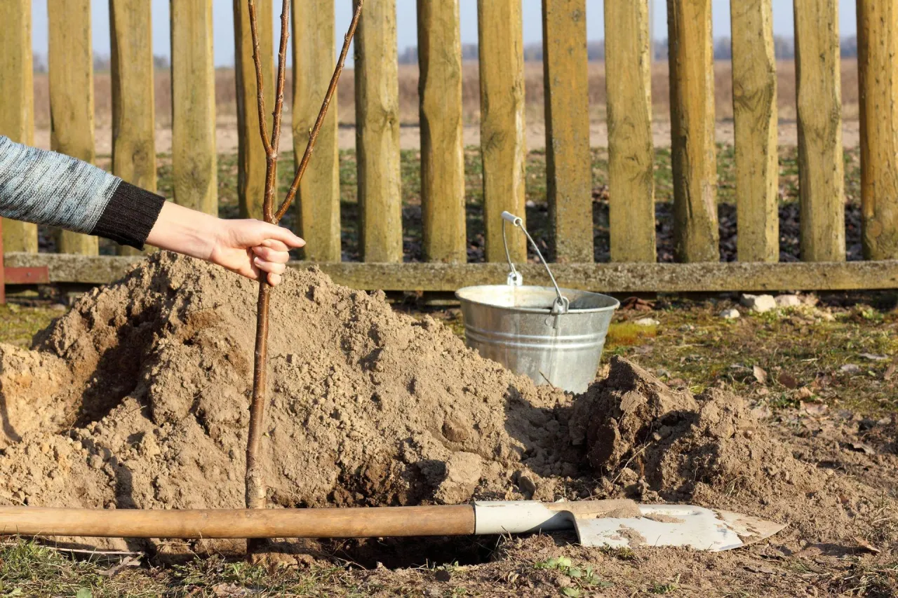 sadzenie drzewka owocowego instrukcja