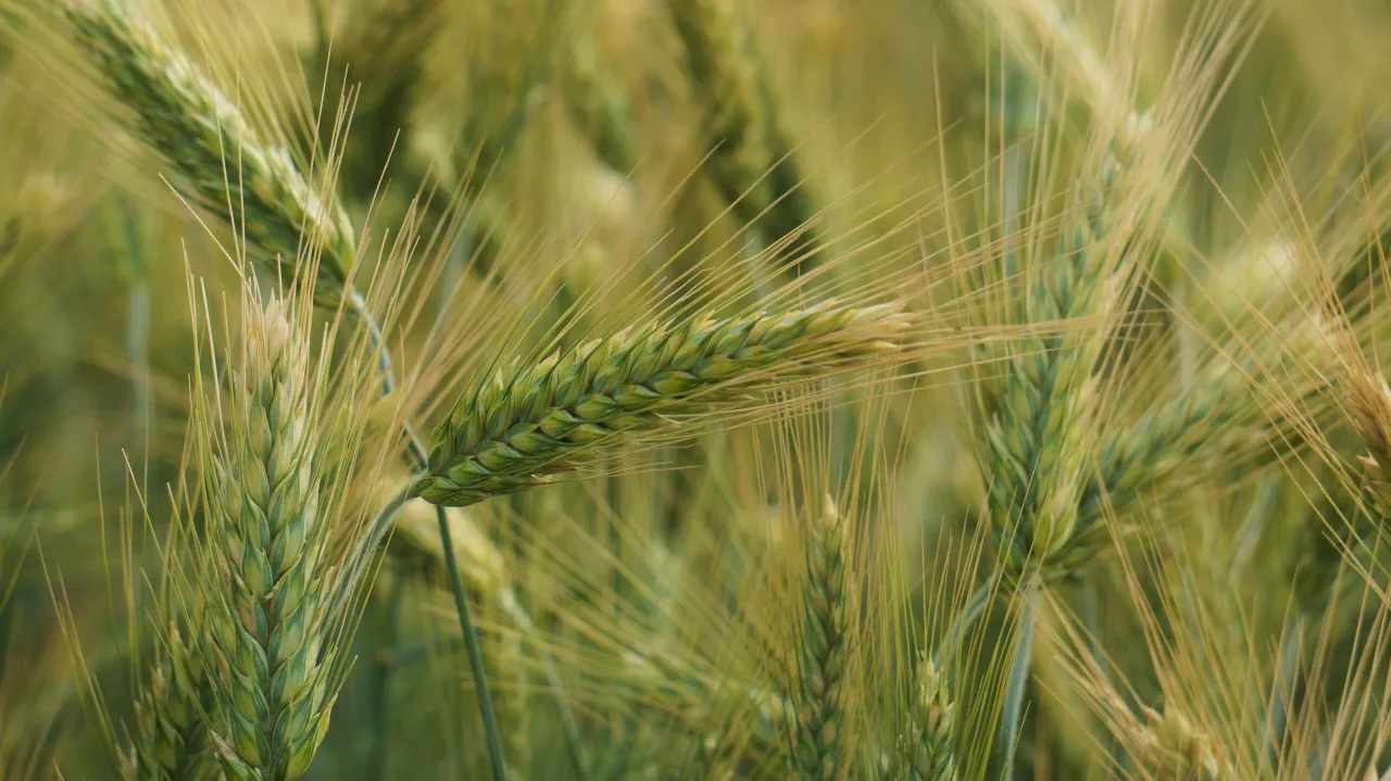 Pszenżyto na słabych glebach