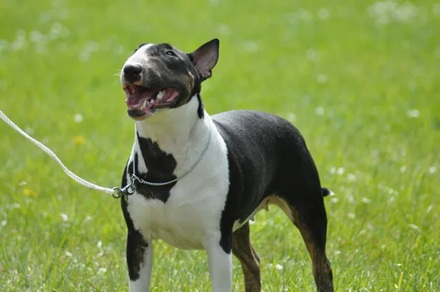 amstaff spokojnie na luźnej smyczy
