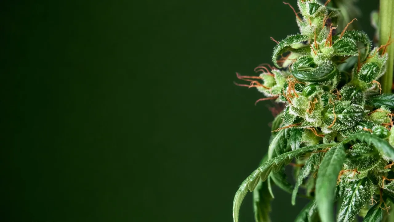 Cena medycznej marihuany Polska