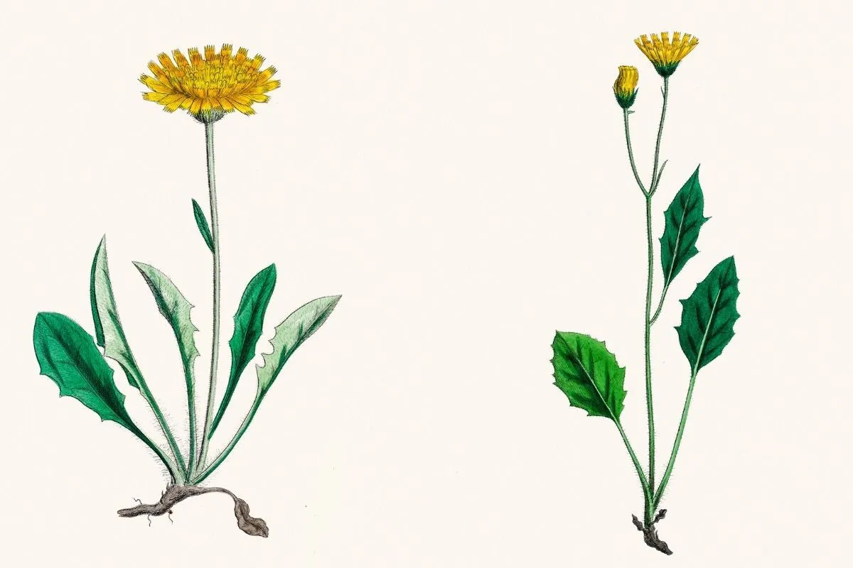 porównanie mniszek lekarski mlecz polny