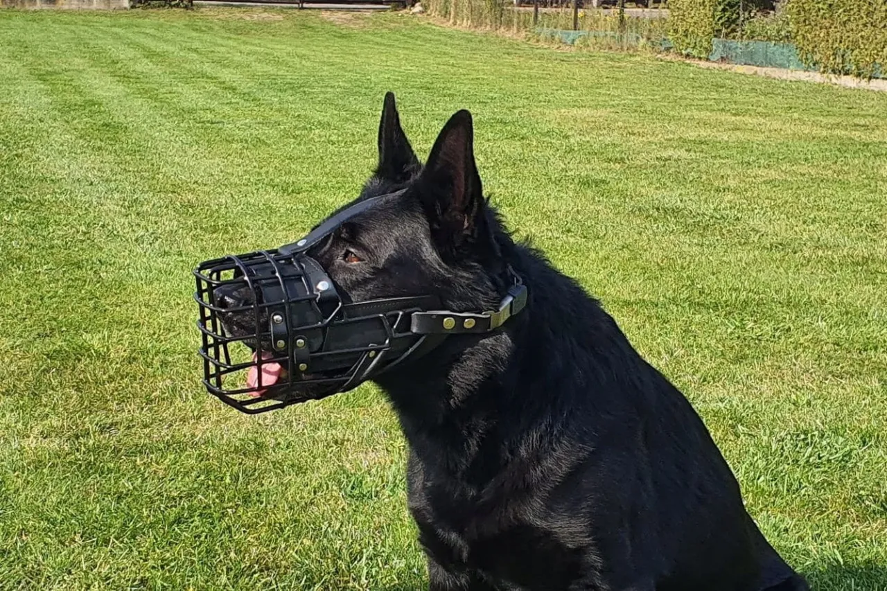 kaganiec fizjologiczny dla owczarka niemieckiego