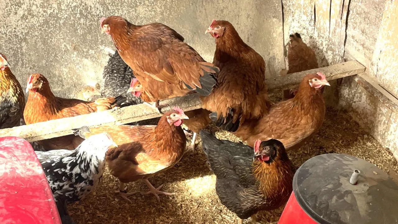 Grupa brązowych kur, w tym kura o dużej nieśności, siedzi w kurniku na ści&oacute;łce ze słomy.