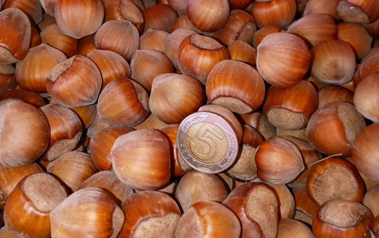 Mn&oacute;stwo orzech&oacute;w laskowych, jak na całej plantacji orzecha laskowego. Wśr&oacute;d nich leży moneta 5 zł.