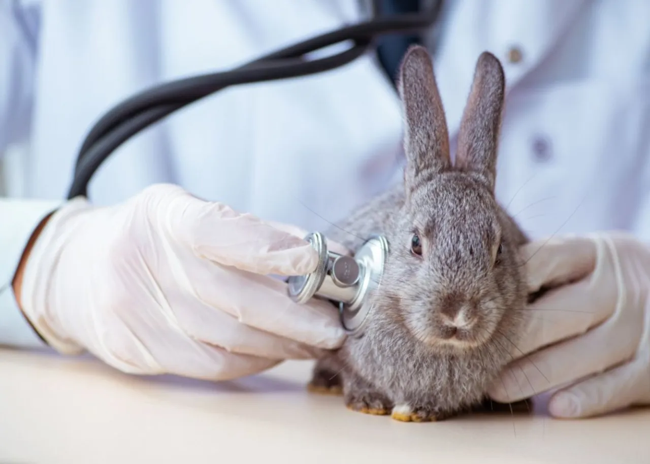 chory królik objawy