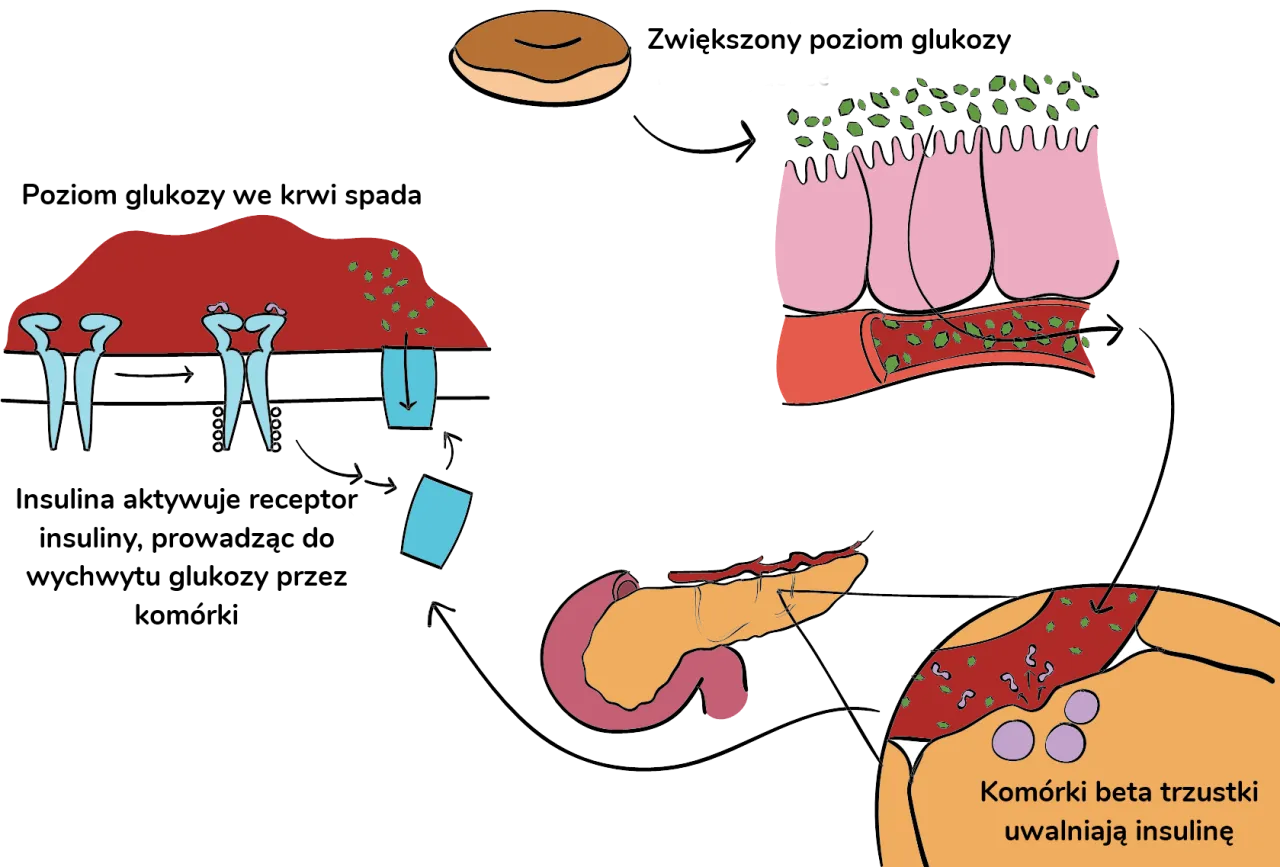 mechanizm działania flozyn nerki cukier