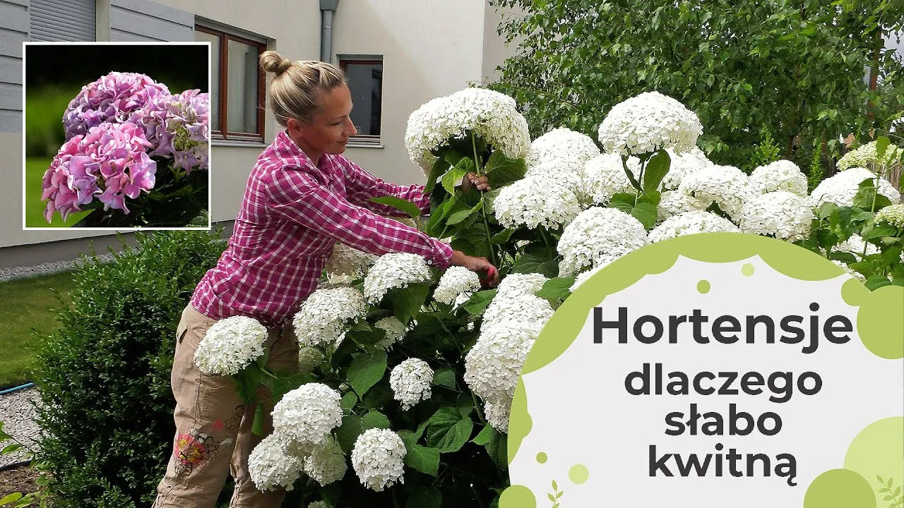 Zdjęcie Dlaczego hortensja anabelle nie kwitnie? Oto najczęstsze przyczyny