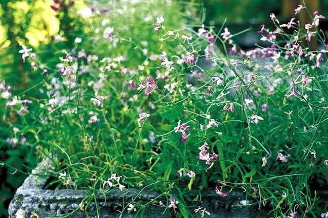 kwitnąca maciejka w ogrodzie