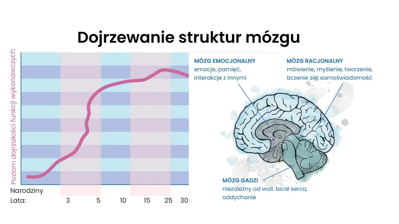schemat rozwoju mózgu dziecka neurony
