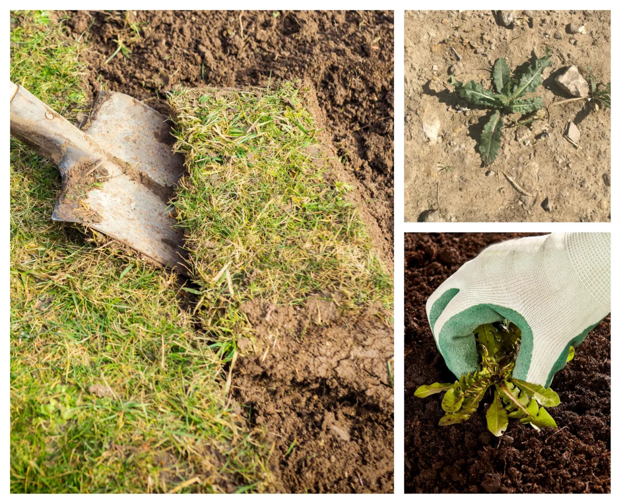zakładanie trawnika od nowa przygotowanie gleby