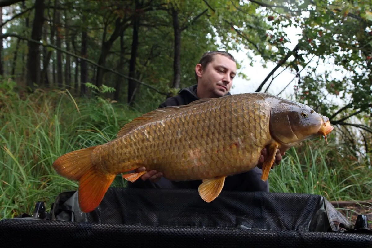 Wędkarz trzyma ogromnego karpia, kt&oacute;ry m&oacute;gł skusić się na przynętę z kwasem masłowym.