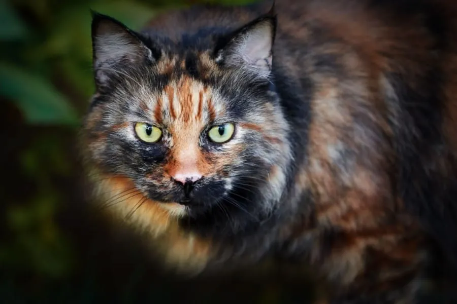 kot szylkretowy calico cat