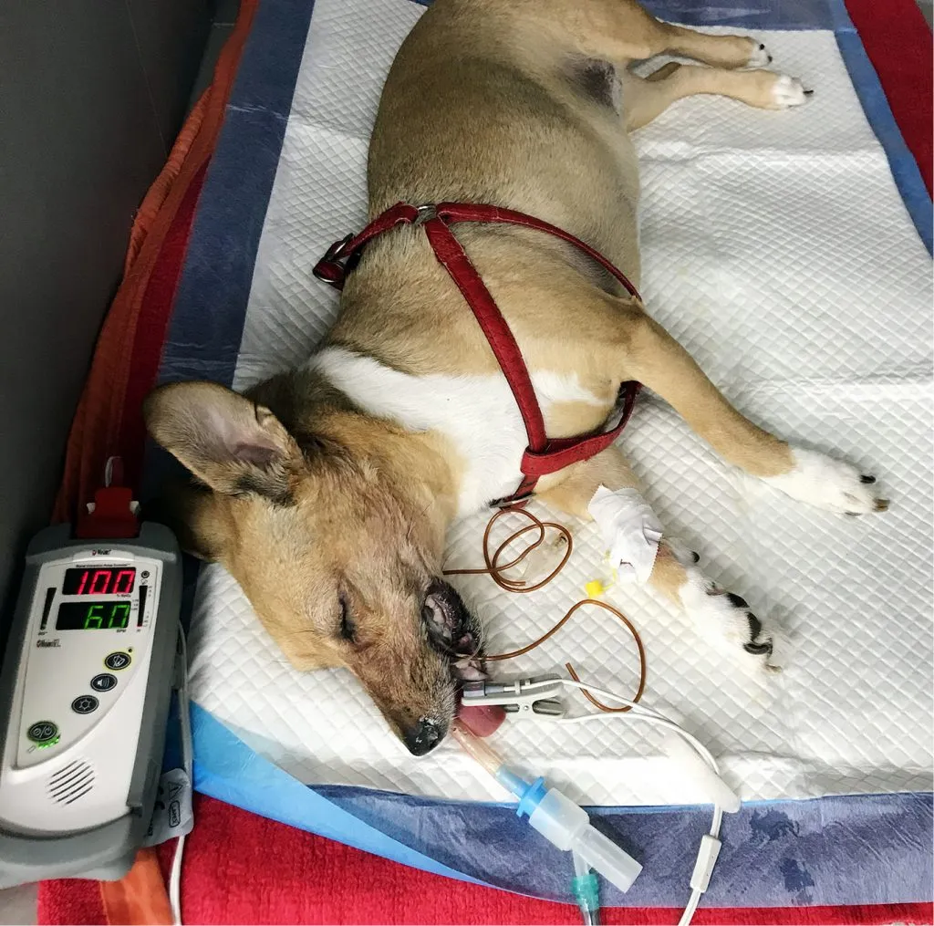 Pies u weterynarza nagły przypadek