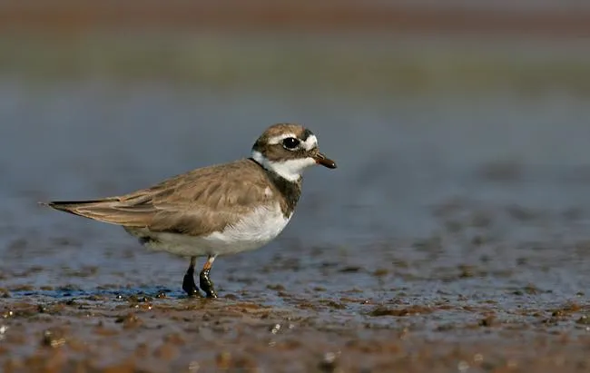 Rzadkie ptaki siewkowe na piaszczystej wyspie Wisły