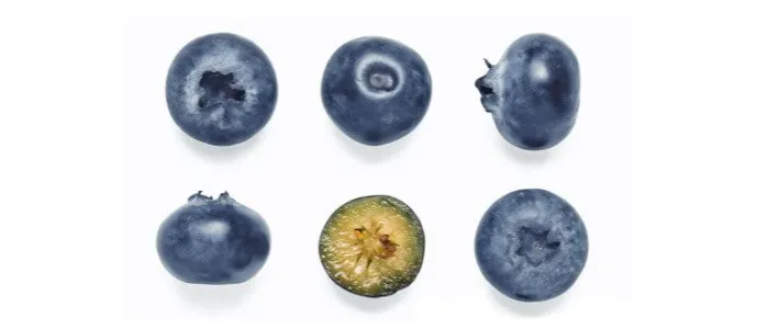 Różne odmiany borówek amerykańskich