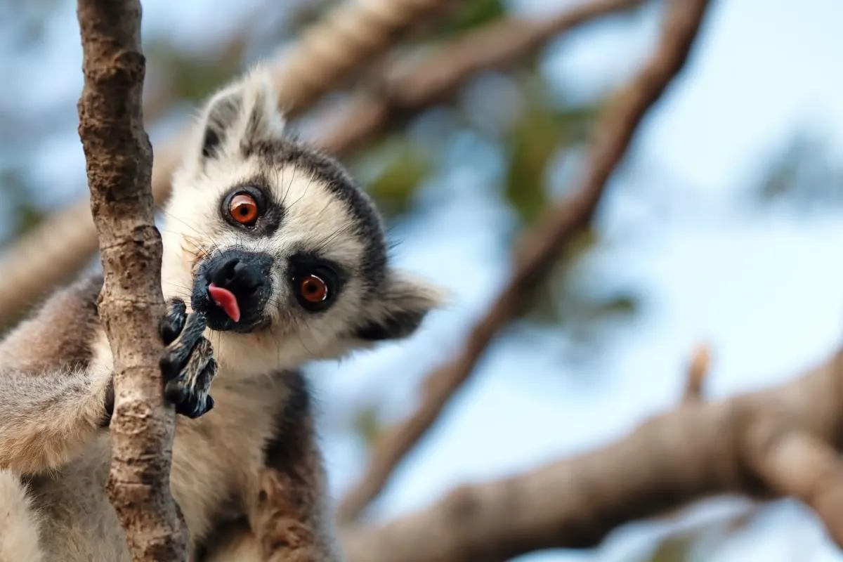 Uroczy lemur na Madagaskarze, wyciągający język. Grudzień na wyspie to ciepła pogoda, idealna do takich zabaw.