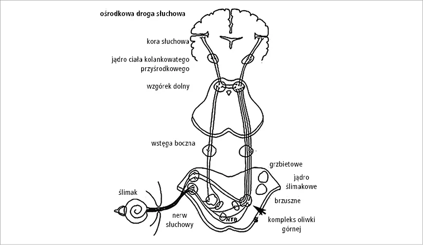 Droga słuchowa w m&oacute;zgu schemat