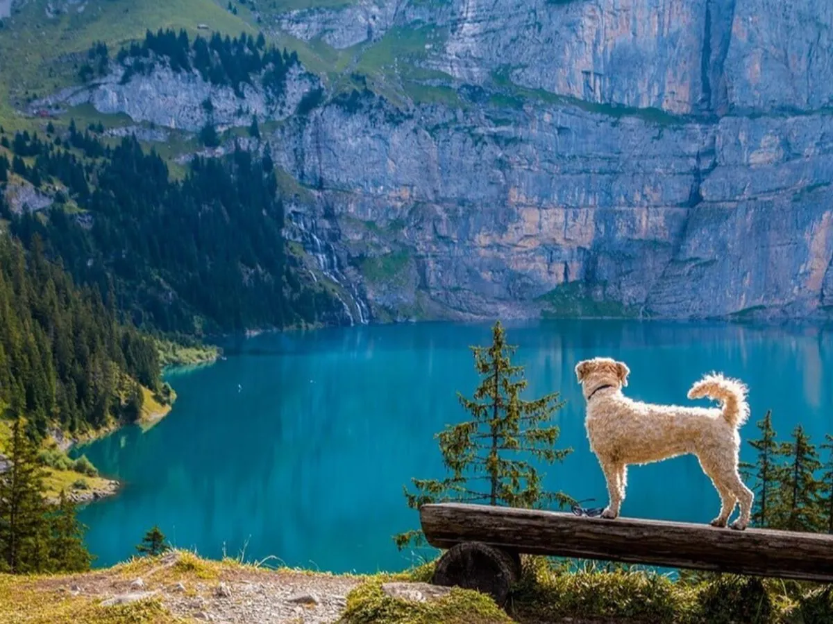 Mapa parków narodowych Polska pies