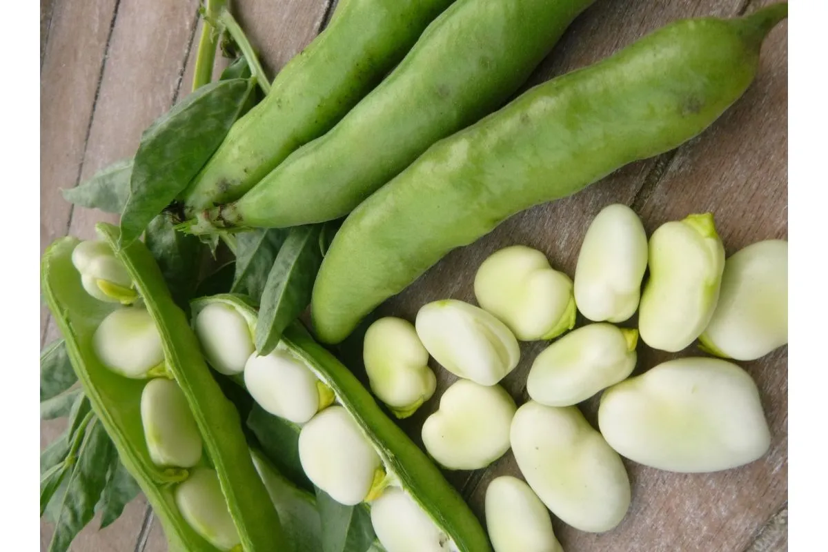 kalendarz siewu bobu wczesna wiosna