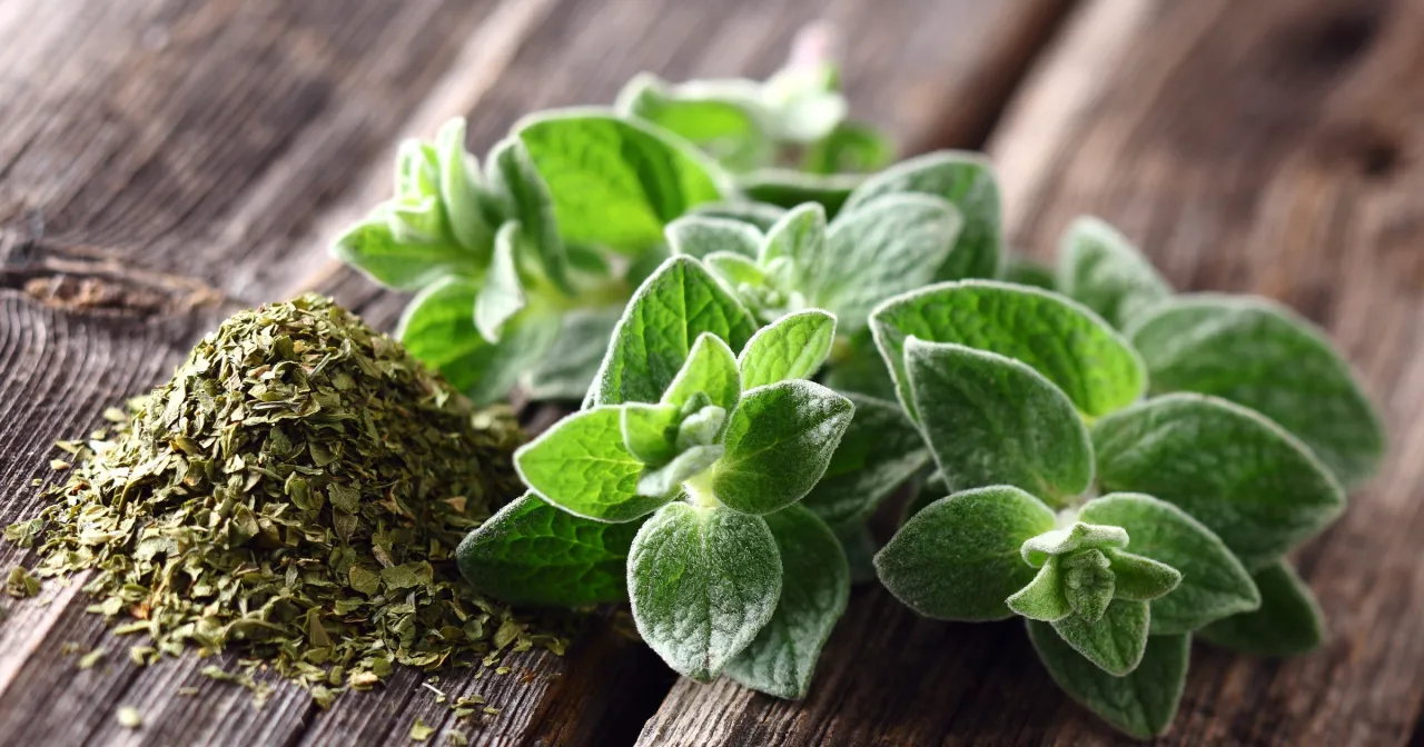 Świeży i suszony oregano. Idealne do pizzy, sosów, sałatek i dań mięsnych. Oregano do czego dodawać? Do wszystkiego, co potrzebuje śródziemnomorskiego aromatu!