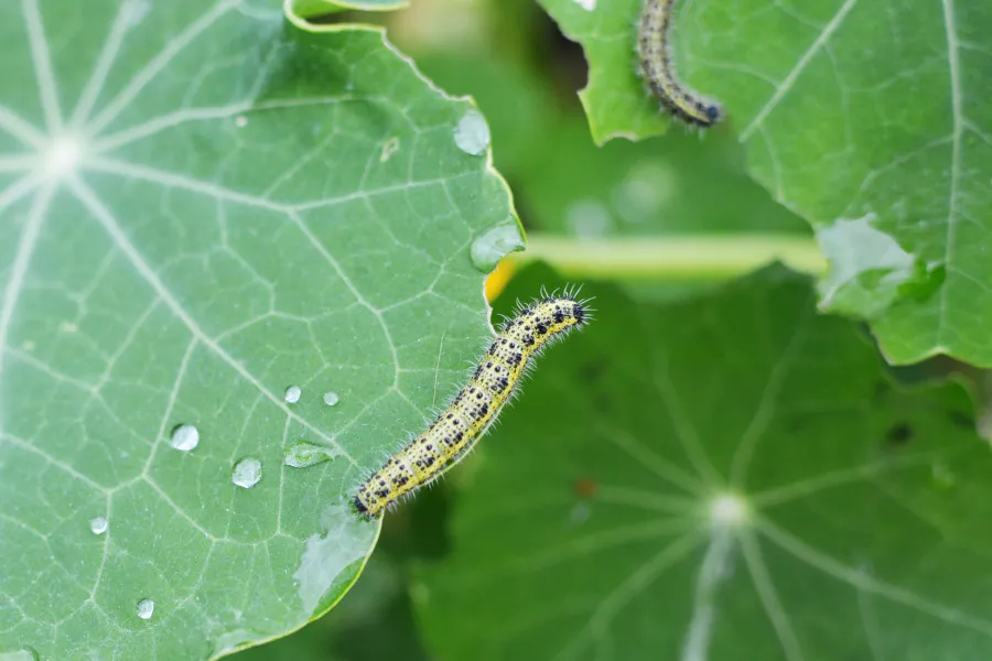 oprysk na gąsienice bielinka kapustnika