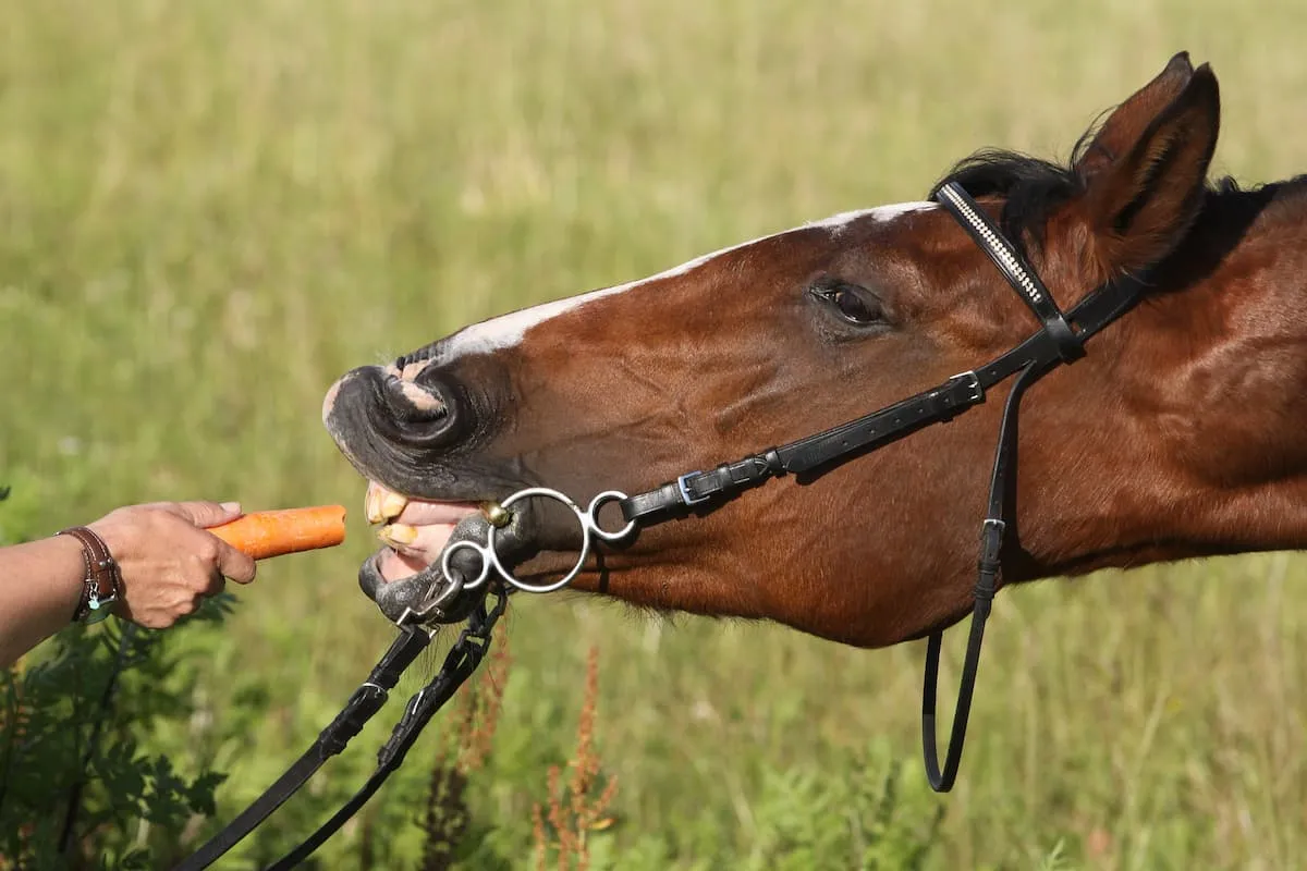 Koń jedzący marchewkę