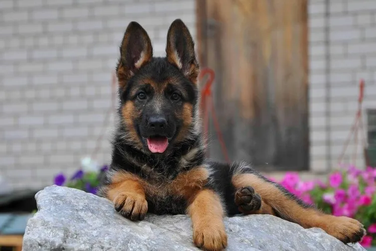 Zdrowy szczeniak owczarka niemieckiego w hodowli