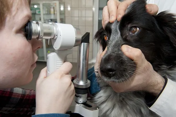 weterynarz bada oczy psa
