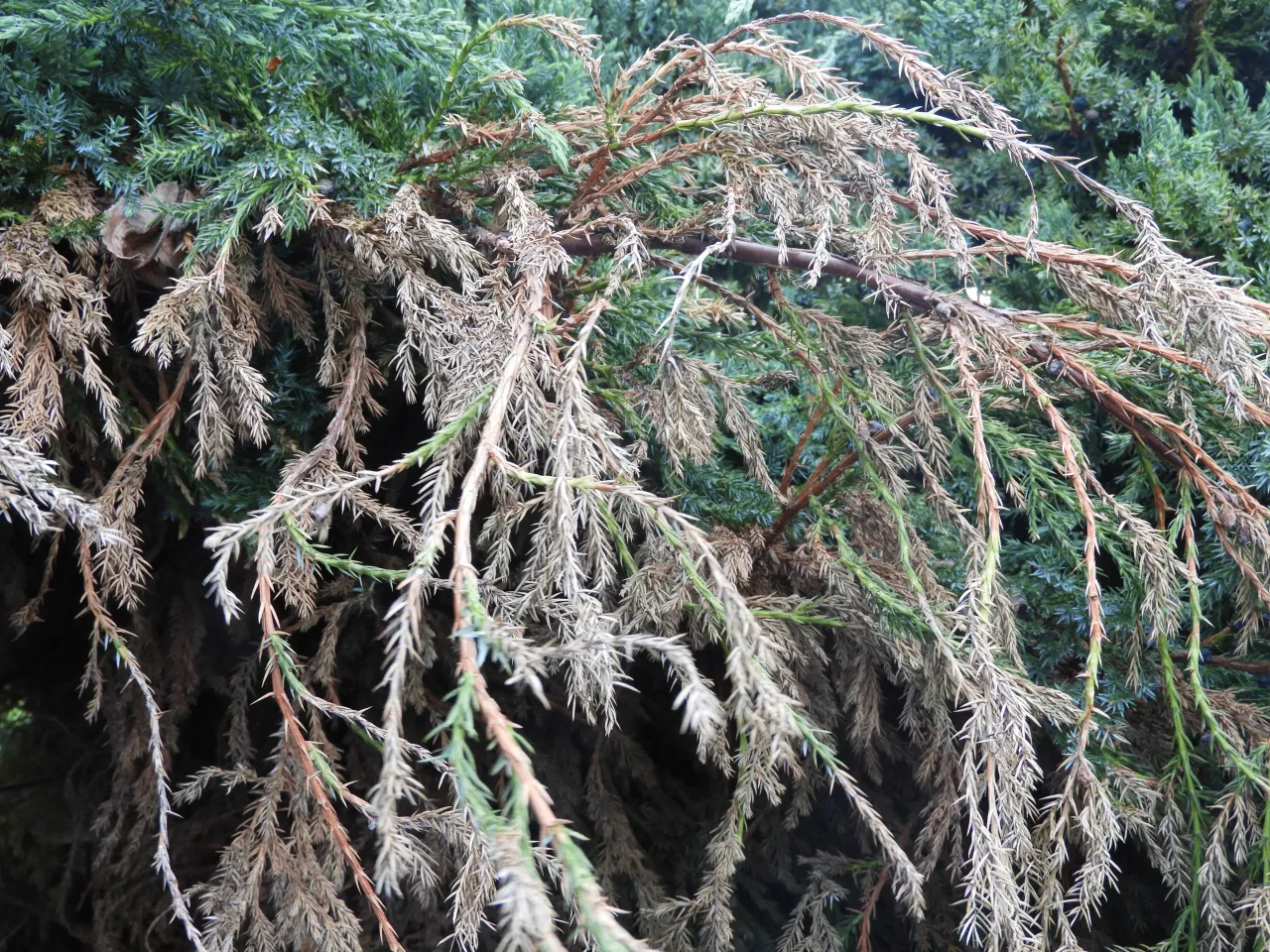 brązowienie igieł iglaki niedobór magnezu