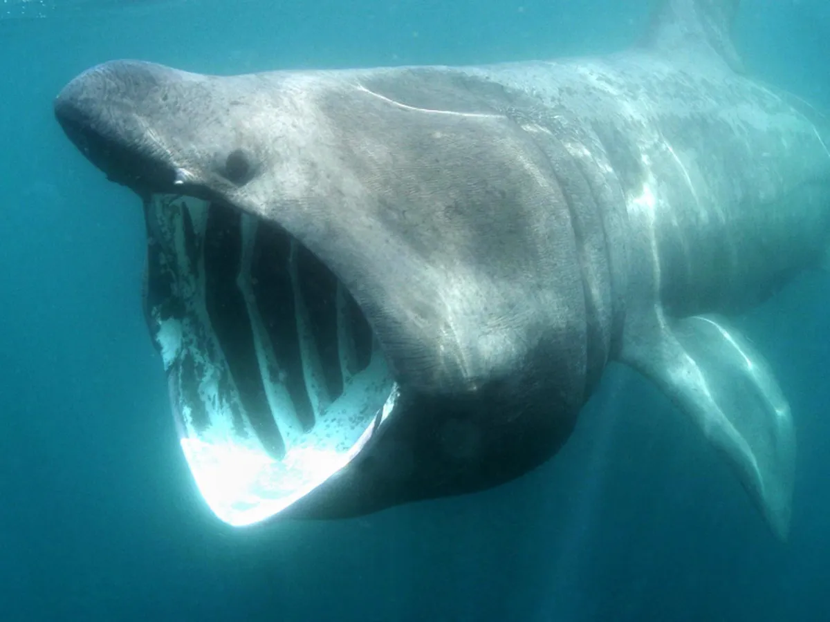 Ogromny rekin olbrzymi z otwartą paszczą, pływający w głębinach. Czy w Morzu Bałtyckim są rekiny? Ten gigant pokazuje, że tak!