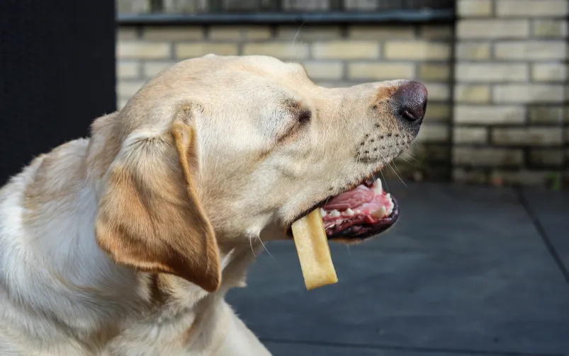 Pies gryzący ser himalajski pod nadzorem właściciela