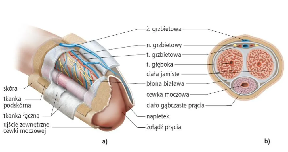 mechanizm erekcji schemat