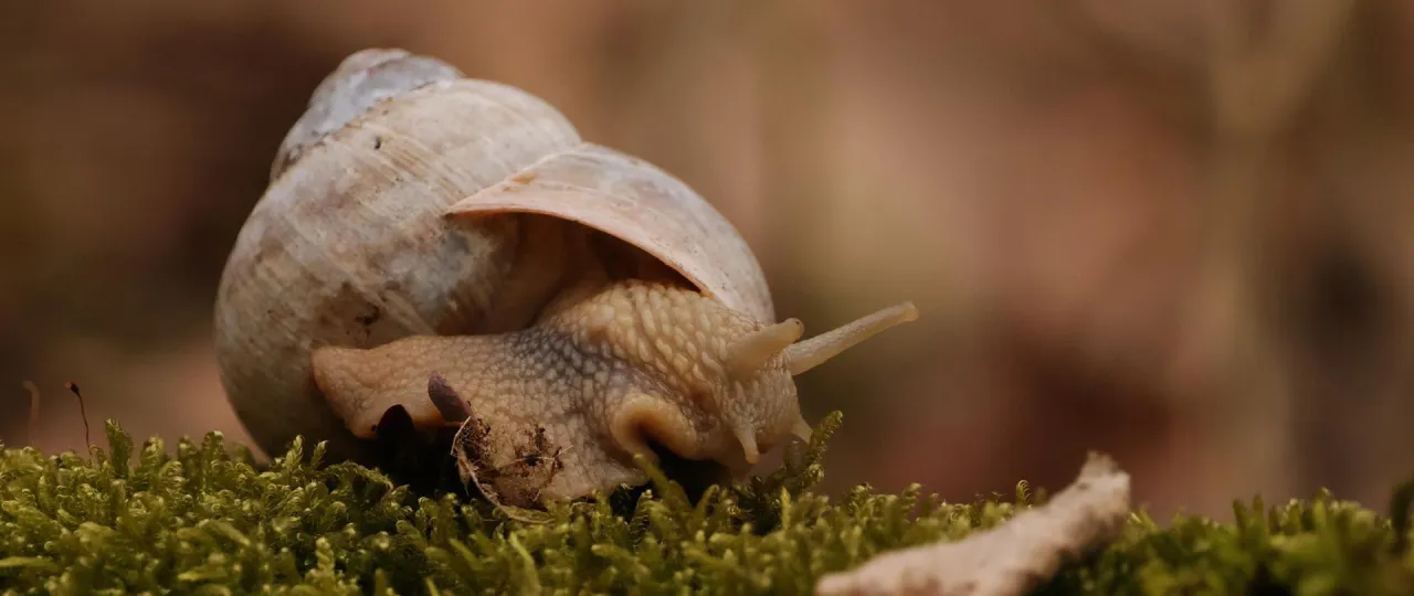 Zbi&oacute;r ślimak&oacute;w winniczk&oacute;w w Polsce