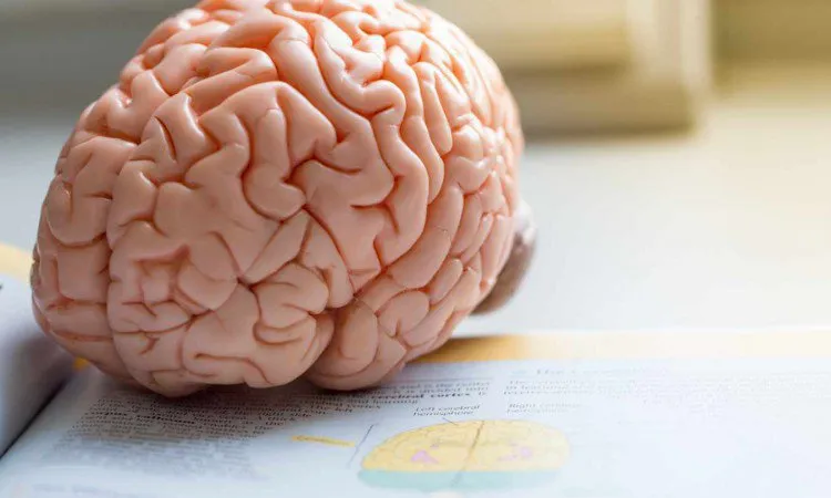 mózg dopamina amfetamina