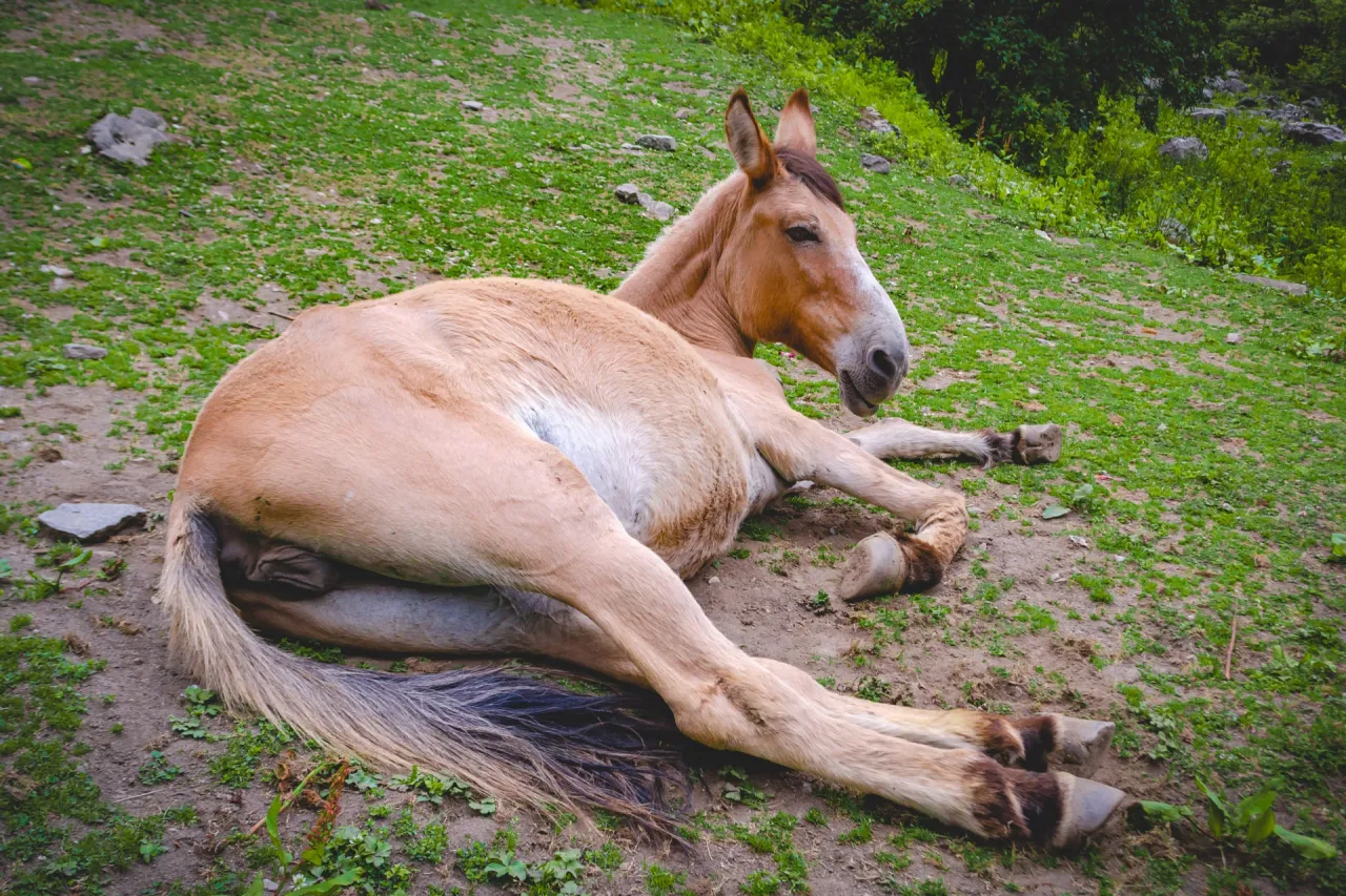 koń śpiący na leżąco