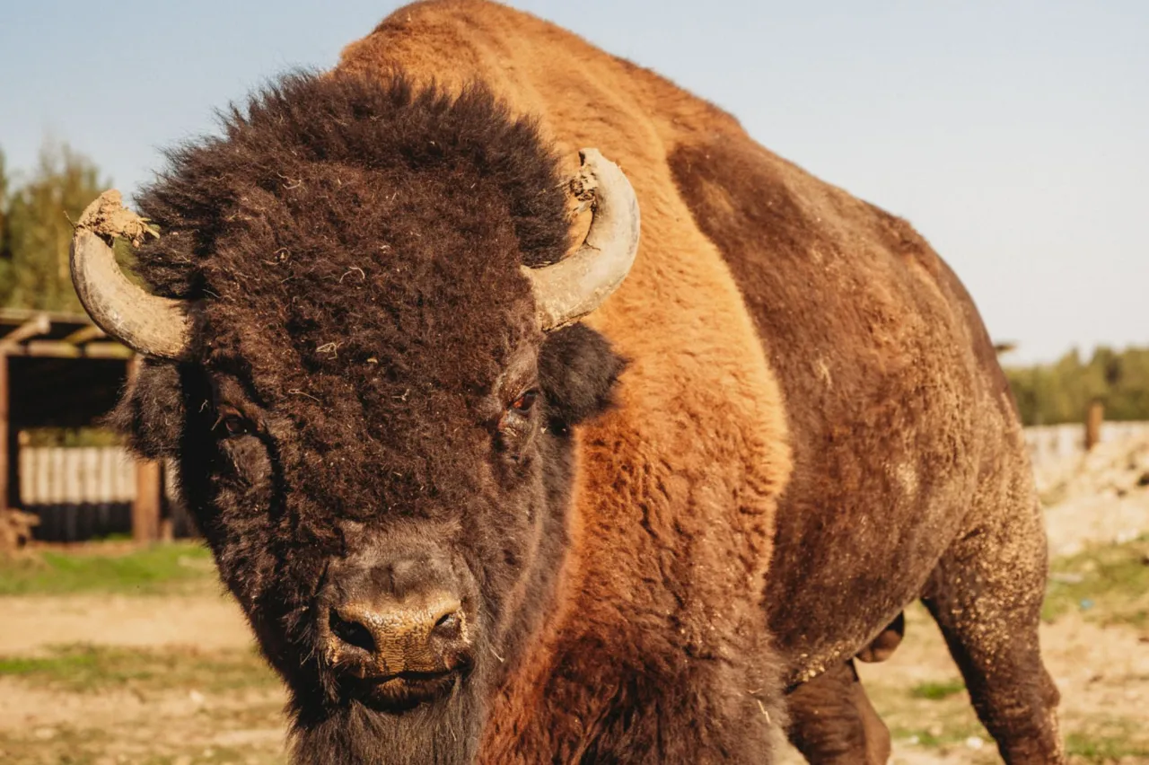 Mini ZOO Skansen Bicz bizony