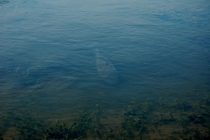 miejsca żerowania karpia